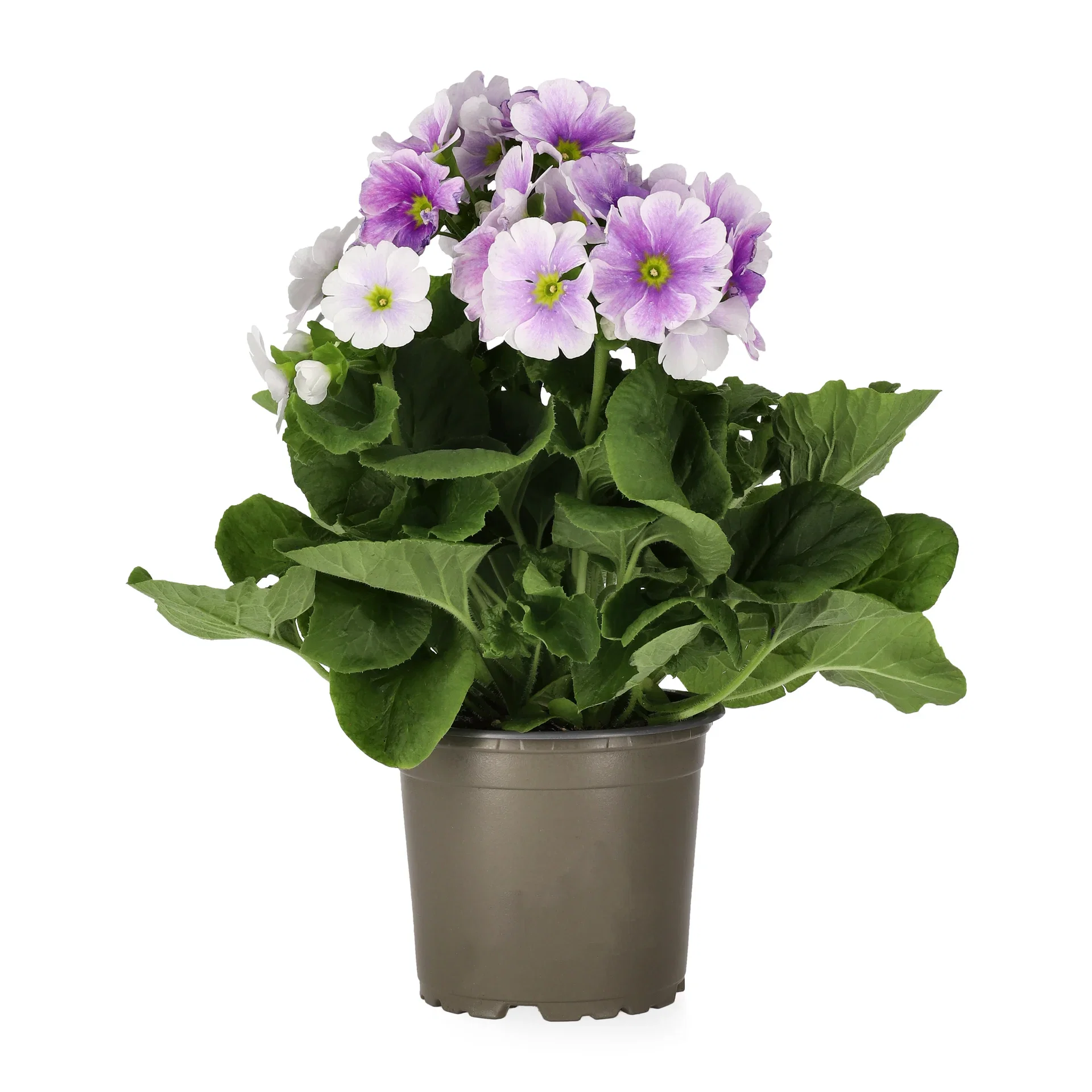 Begerprimula 'Touch me'