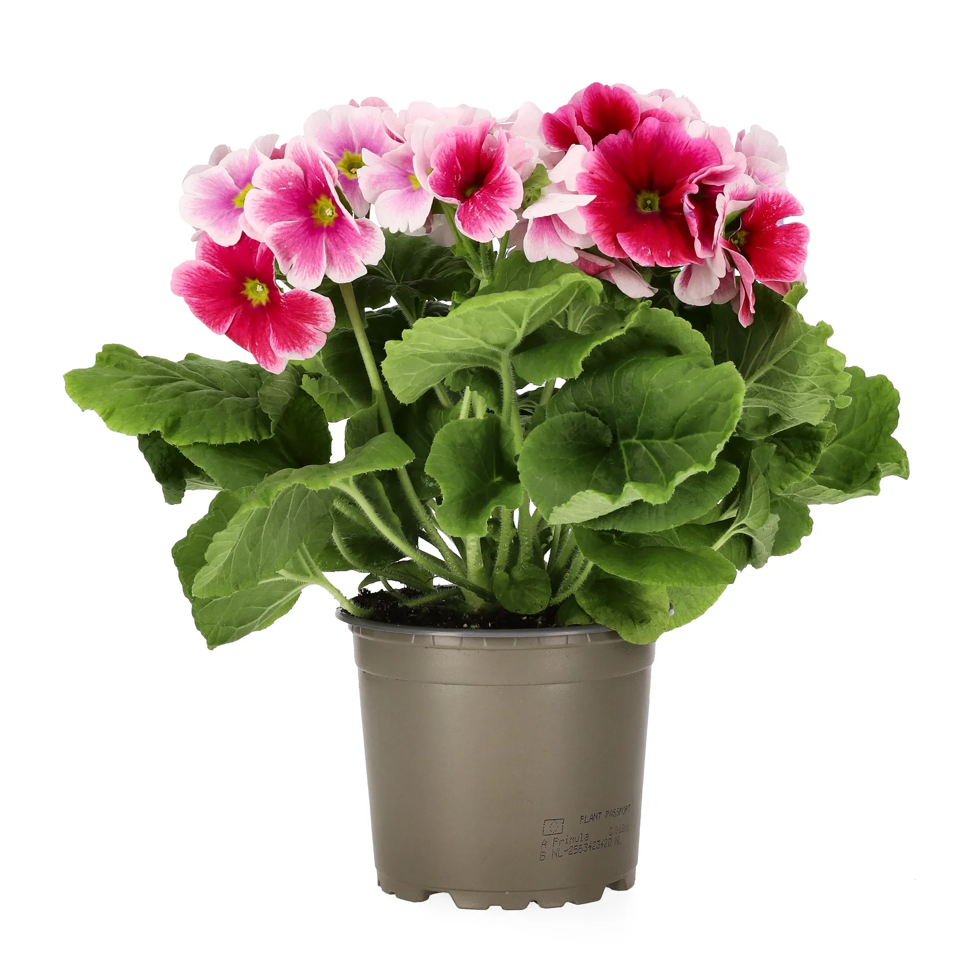 Begerprimula 'Touch me'