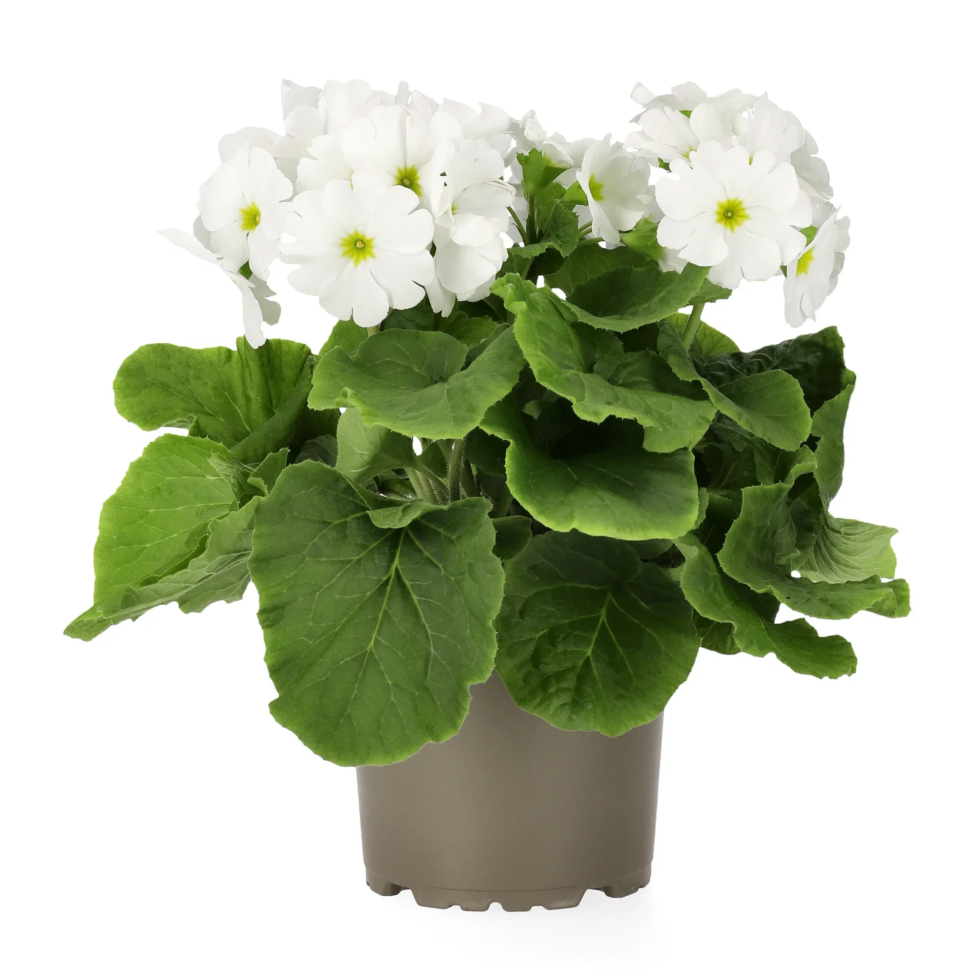 Begerprimula 'Touch me'