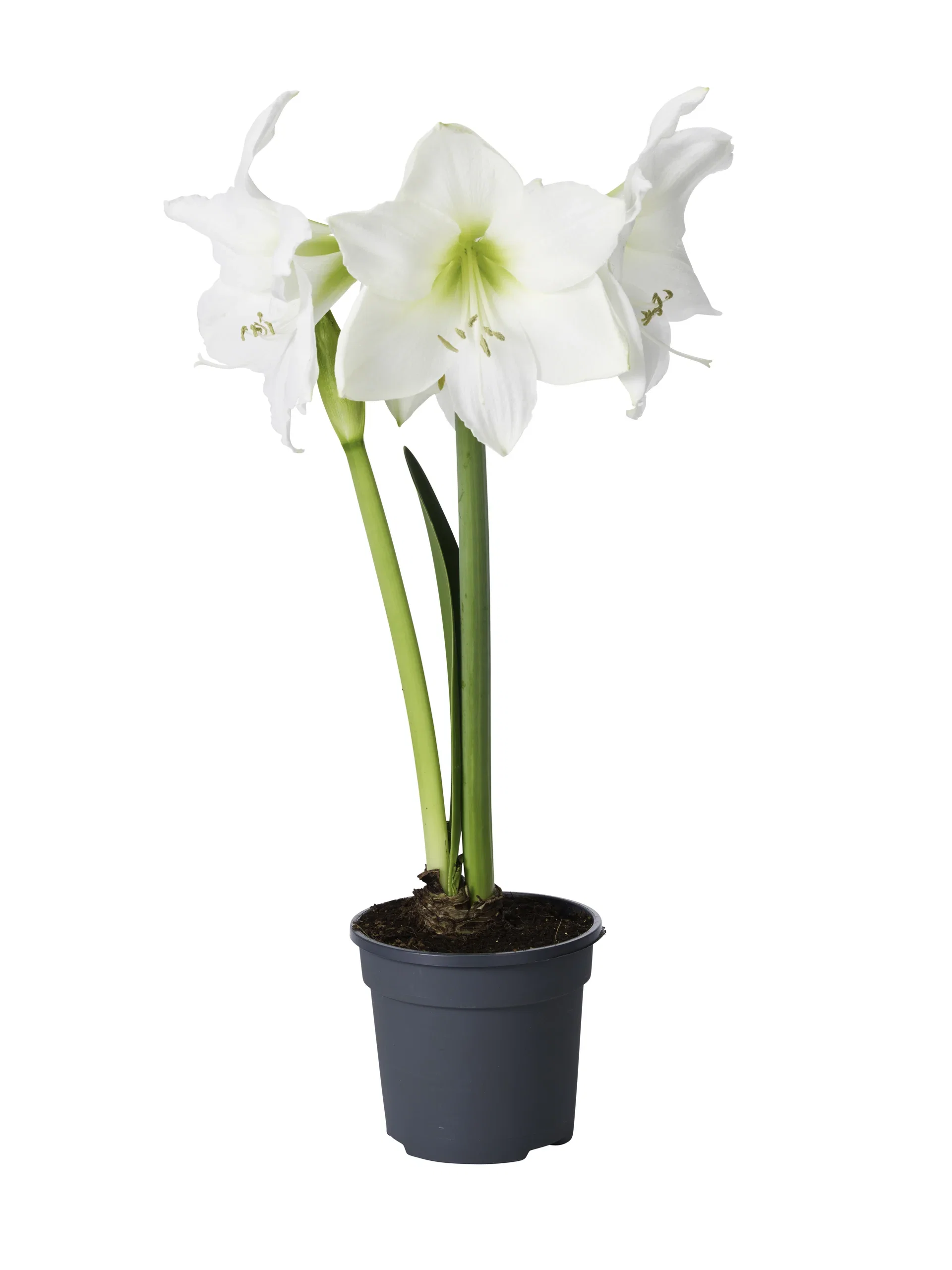 Amaryllis 2- grenet
