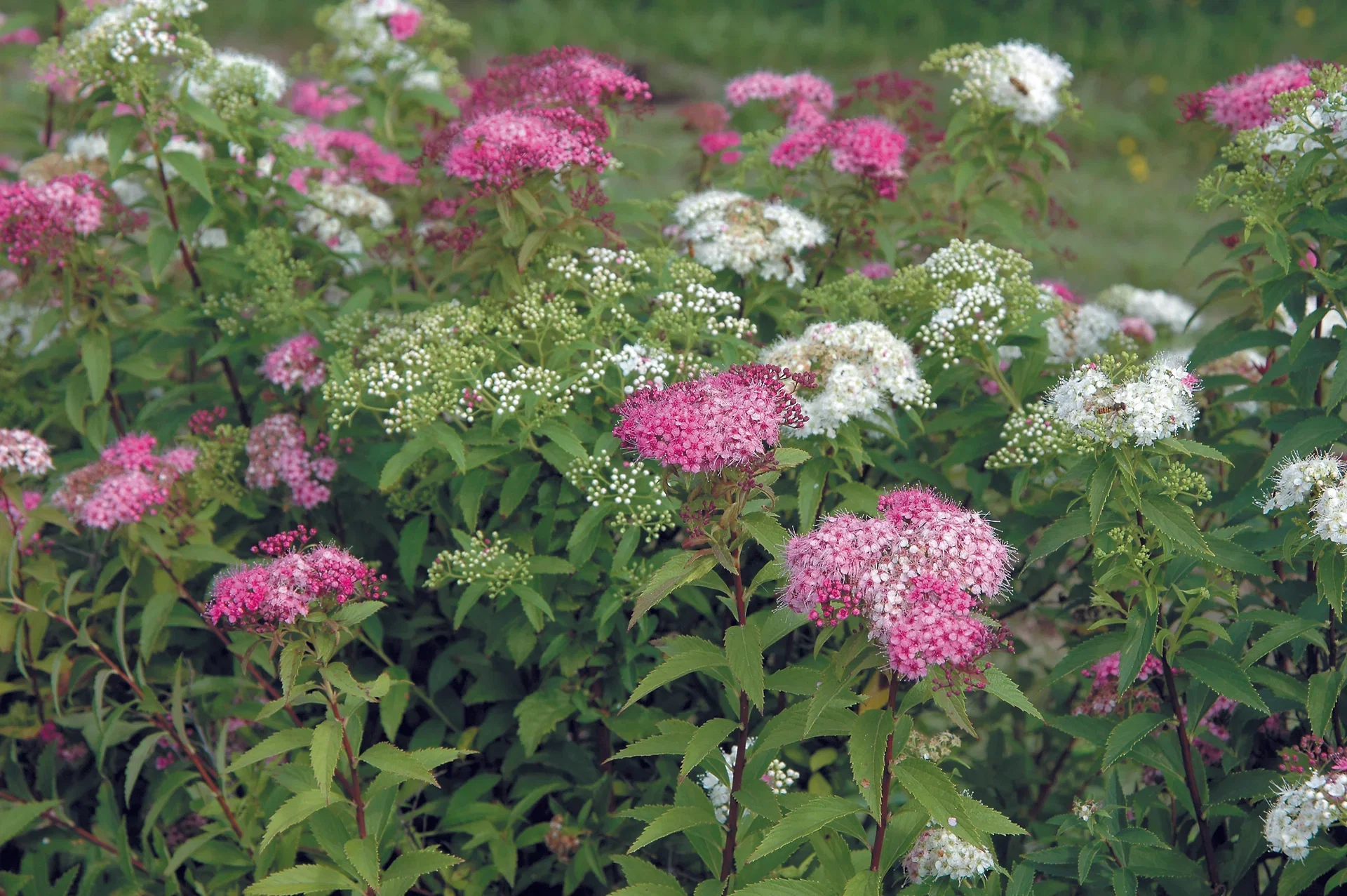 Japanspirea 'Genpei'