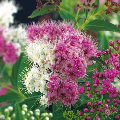 Japanspirea 'Genpei'