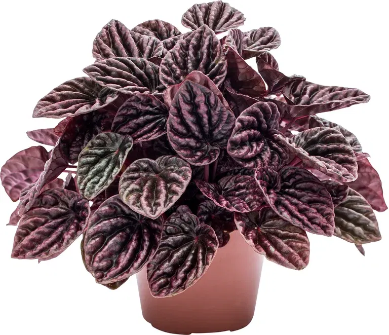 Peperomia 'Red Luna'