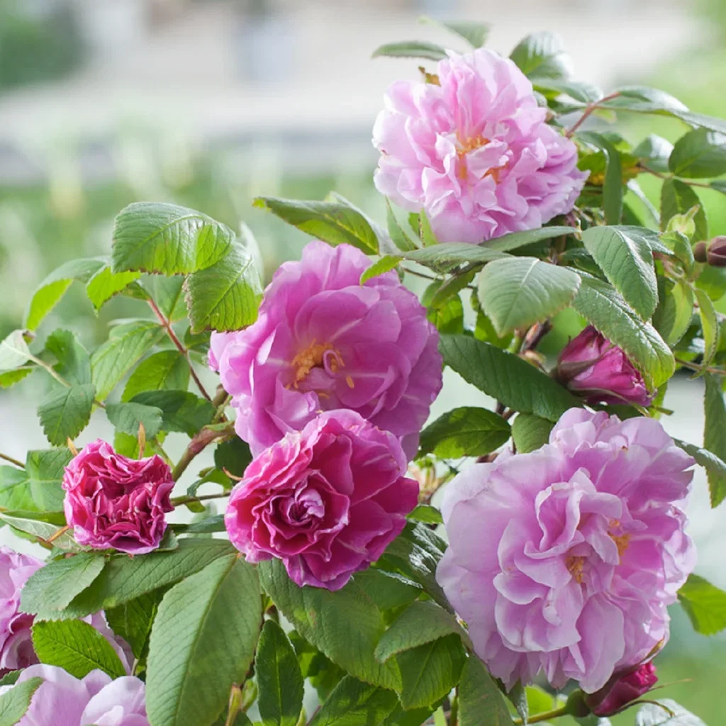 Buskrose 'Thérèse Bugnet'