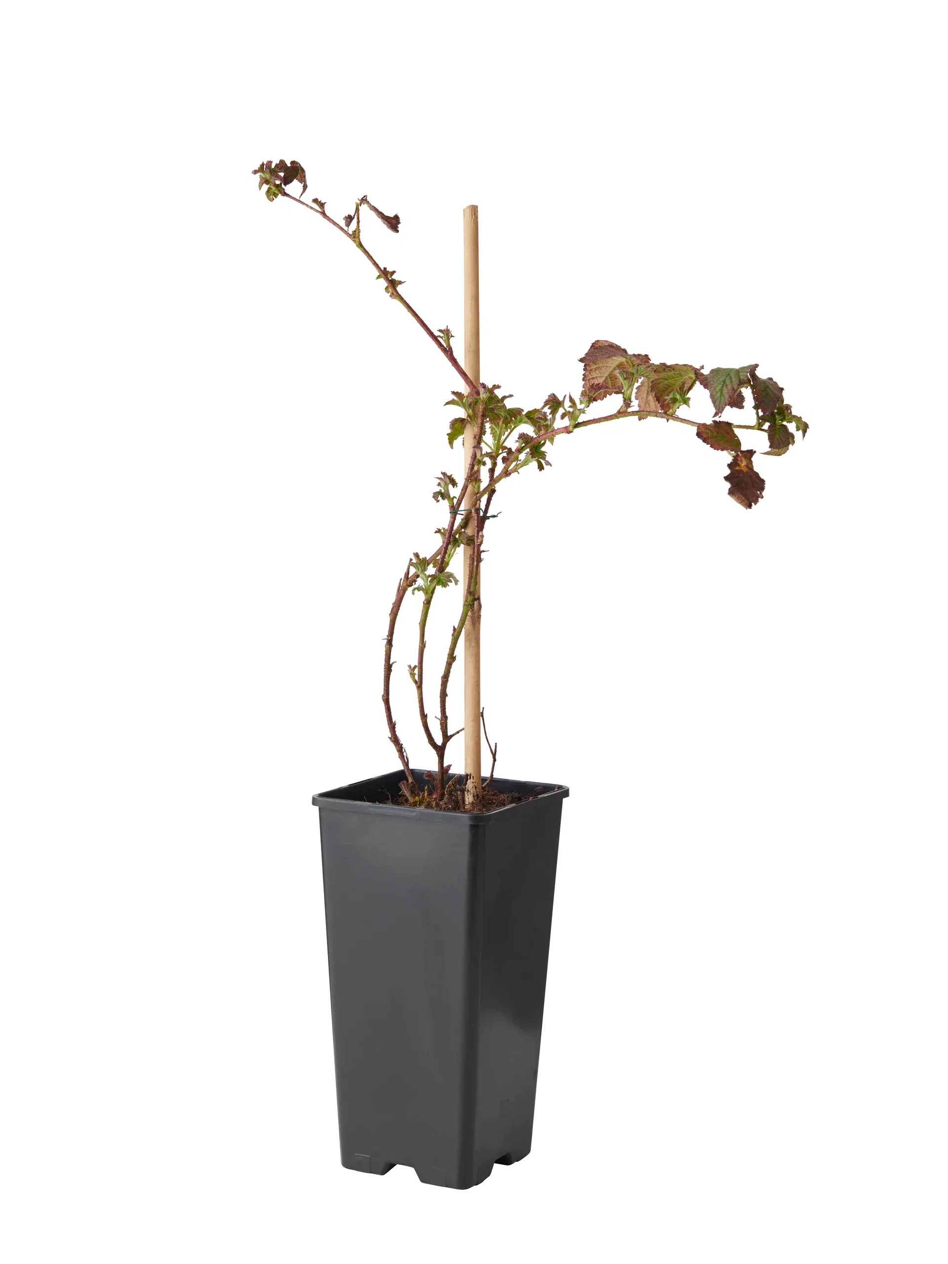 Bjørnebær 'Loch Tay', BIO