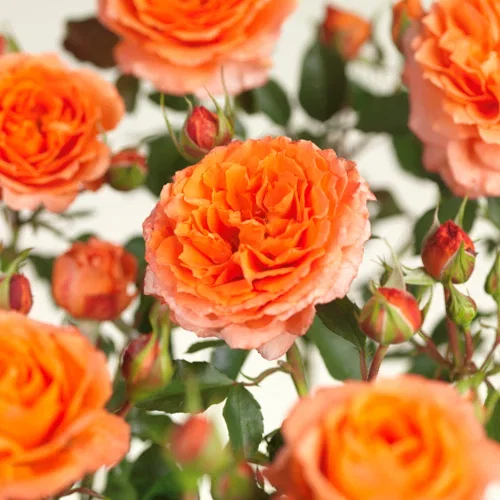 Klaserose APRICOT MEILOVE