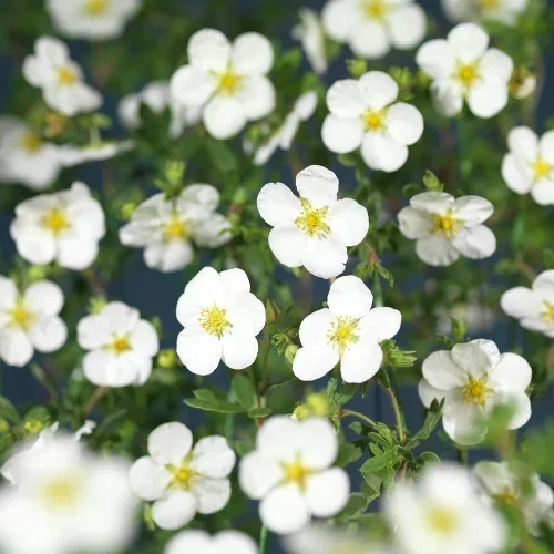 Buskmure 'Abbotswood'