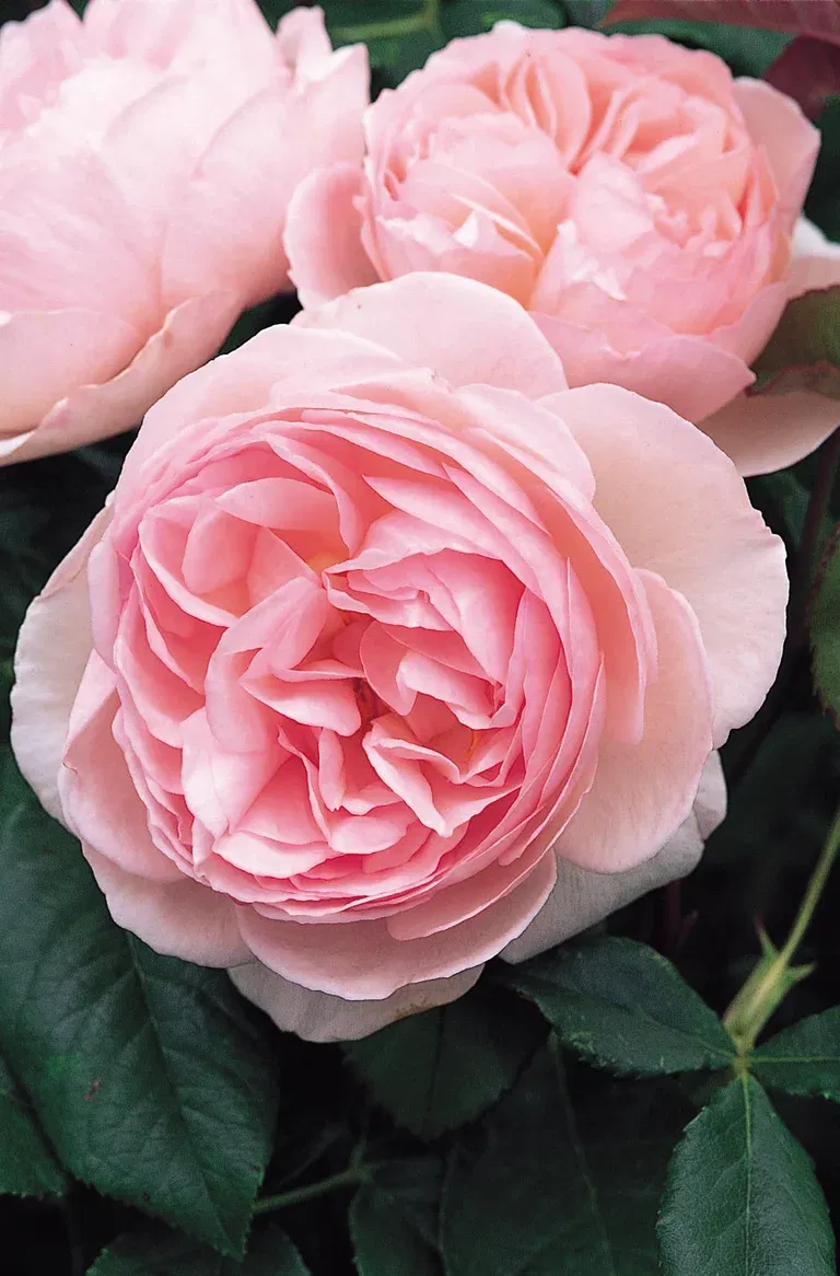 Buskrose 'Hurdalsrose'