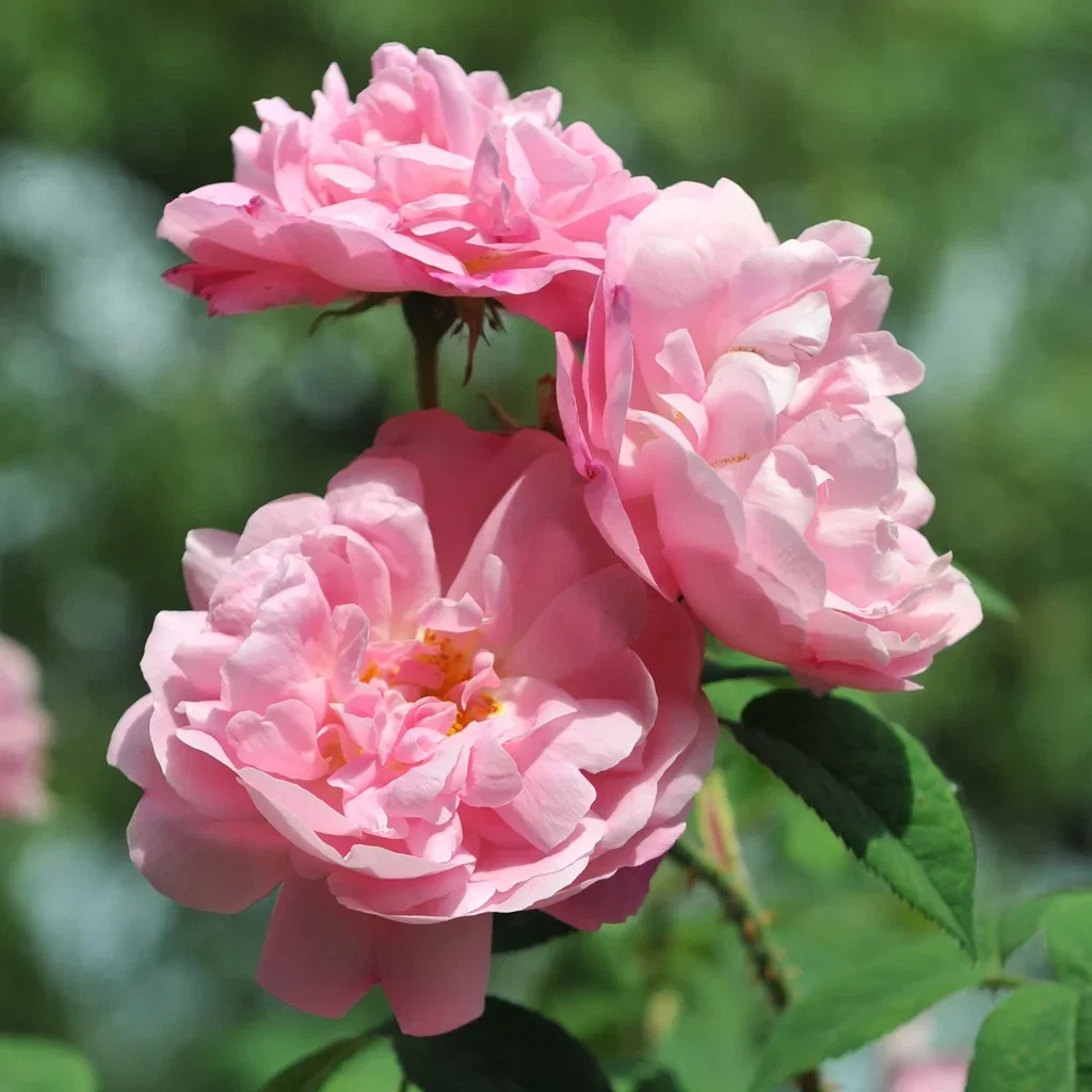Buskrose 'Hurdalsrose'
