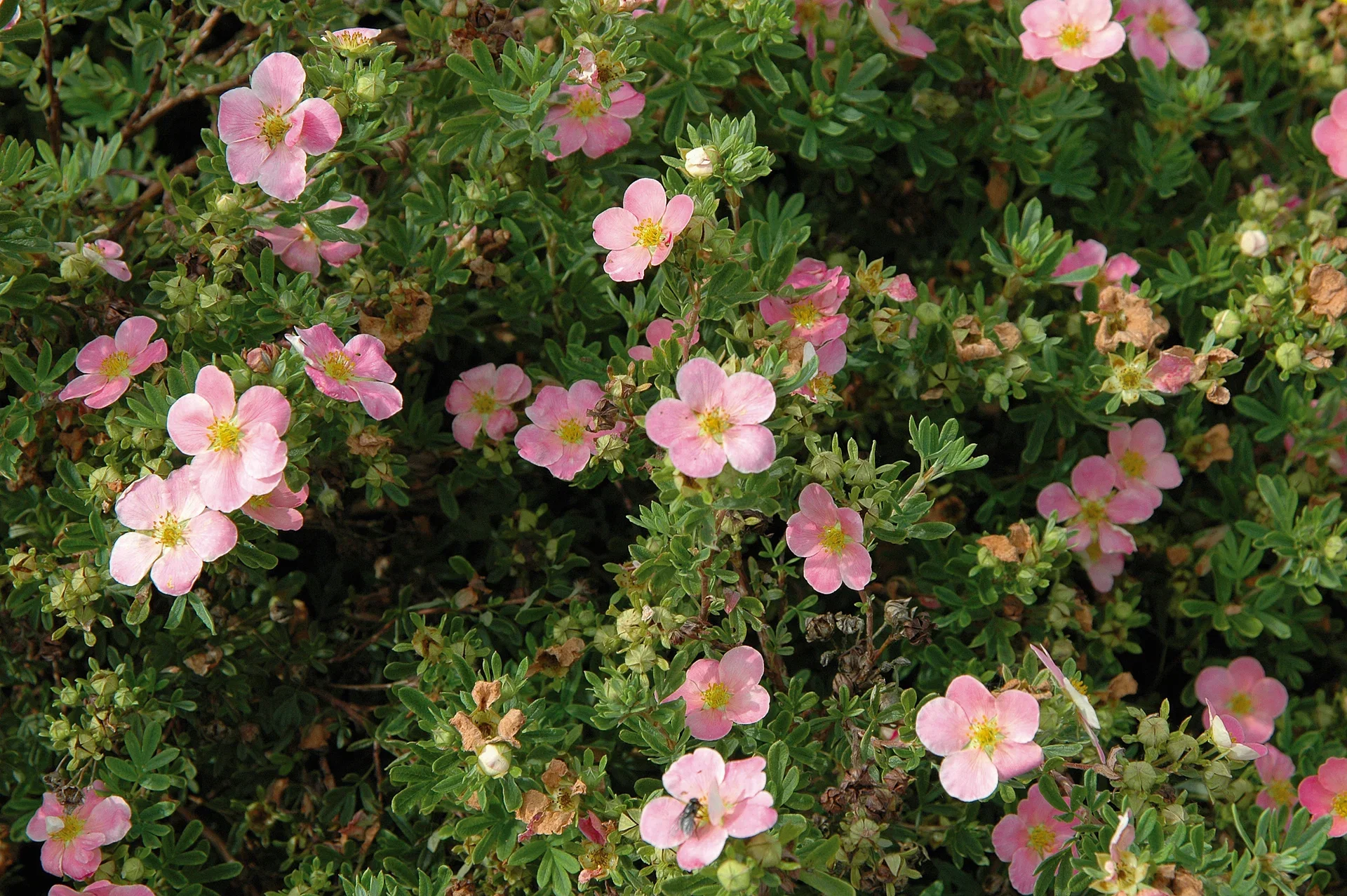 Buskmure 'Pink Beauty'