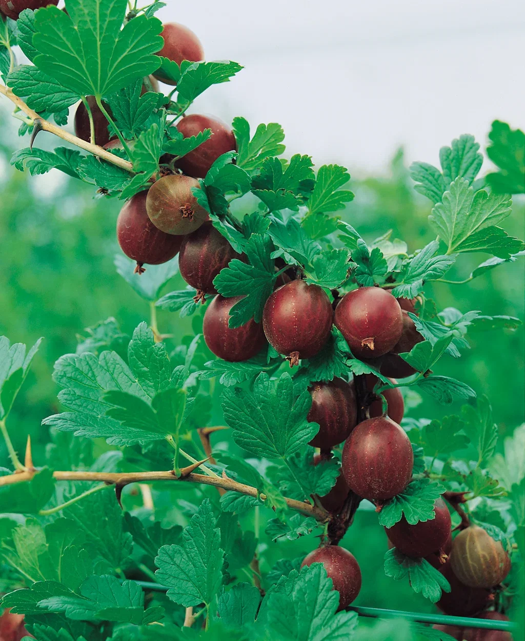 Stikkelsbær HINNONMÄKI RÖD