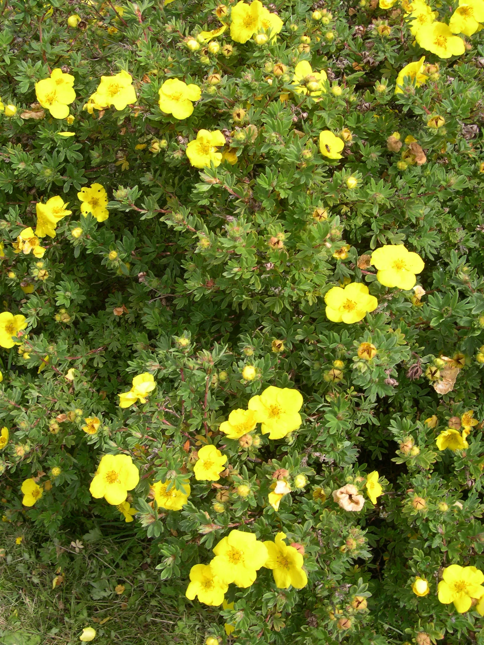 Buskmure 'Goldfinger'