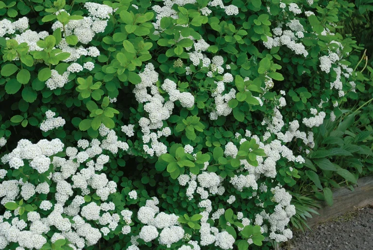 Bjørkebladspirea 'Tor'