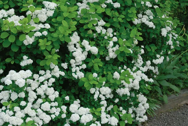 Bjørkebladspirea 'Tor'