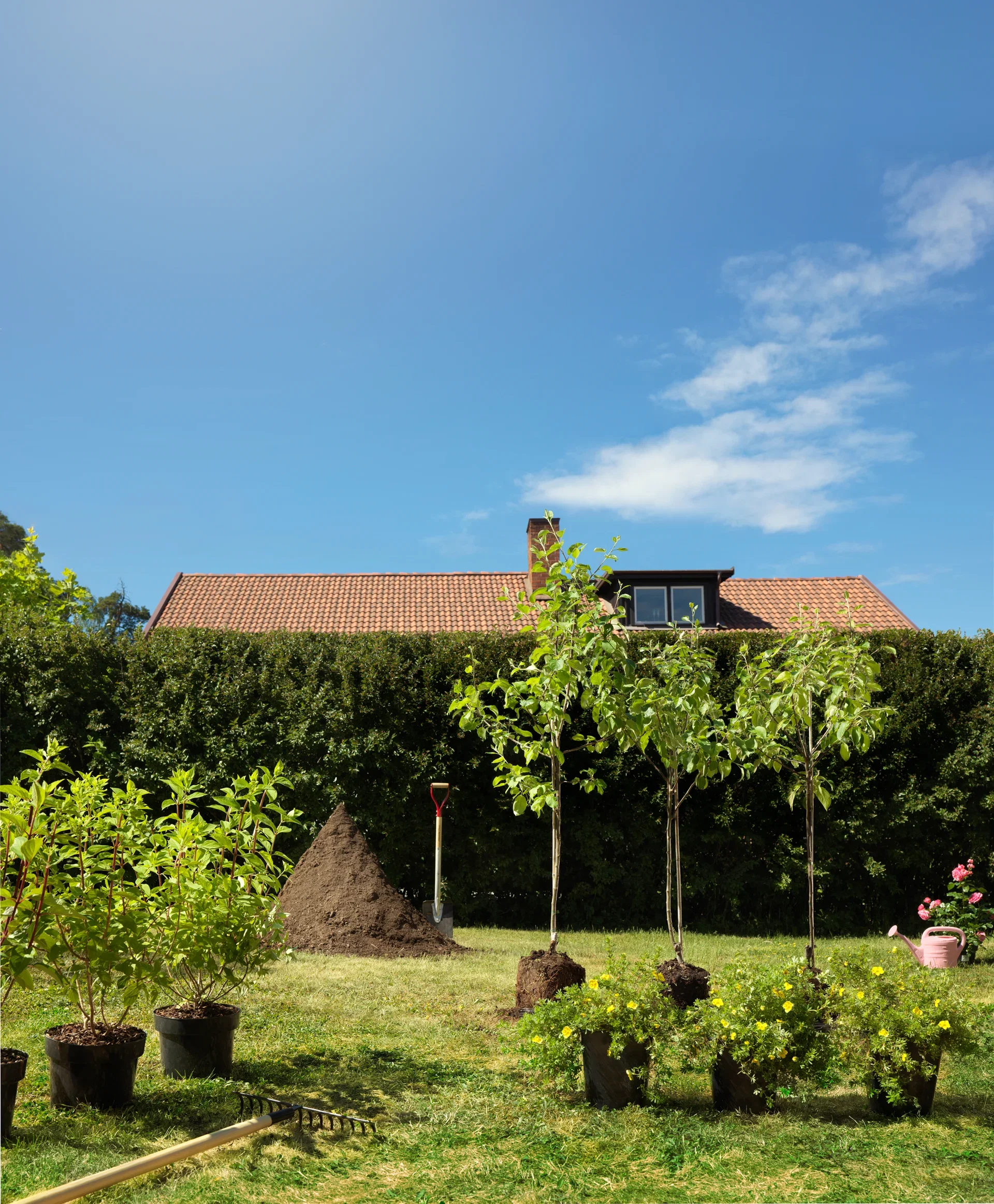 Buskmure 'Goldfinger'