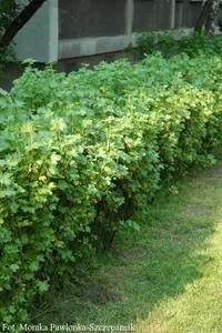 Alperips 'Schmidt' 10-pk, barrot