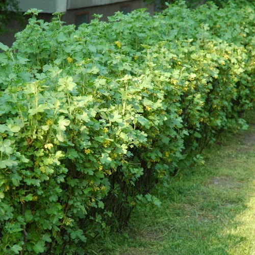 Alperips 'Schmidt' 10-pk, barrot