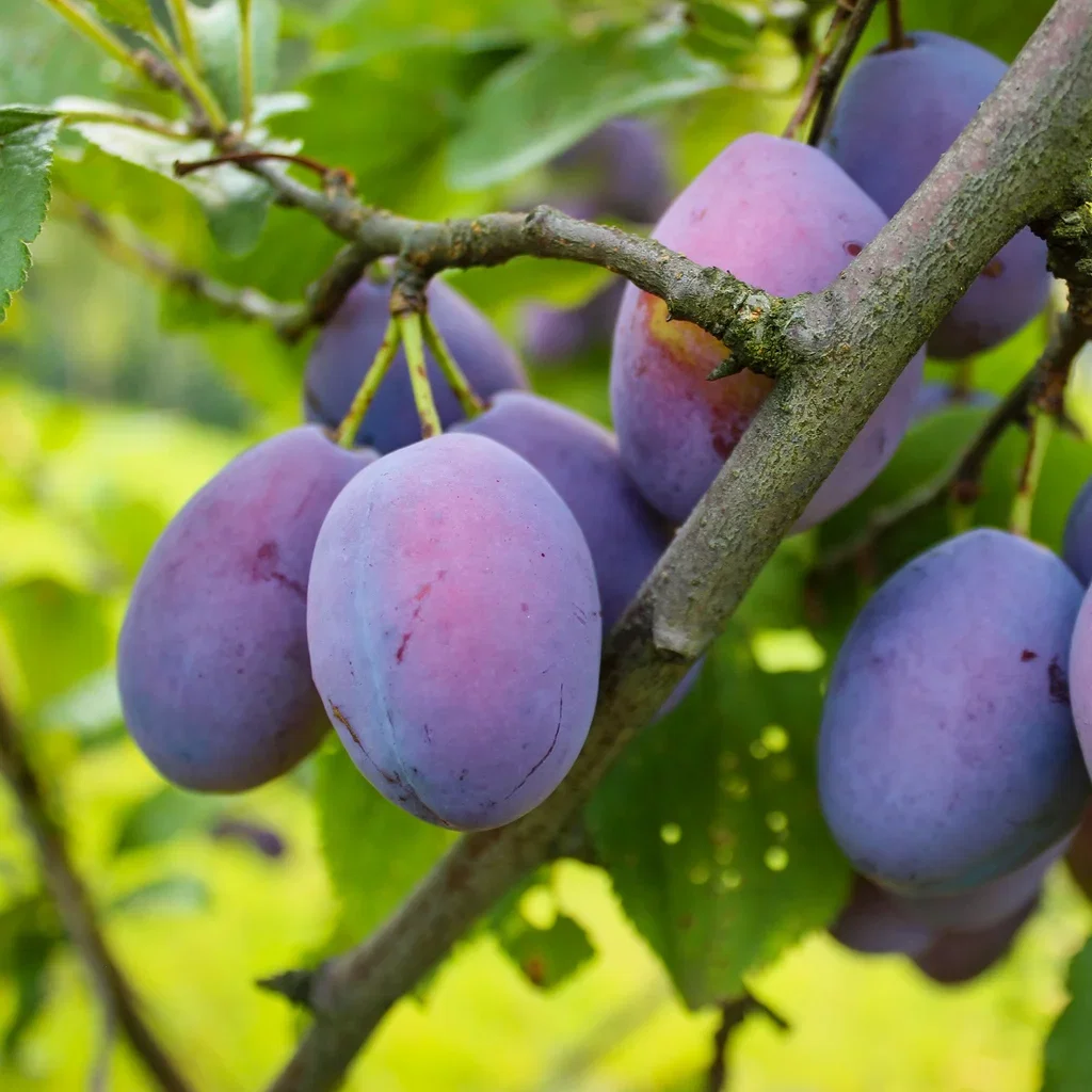 Plomme 'Opal' St.Jul.A