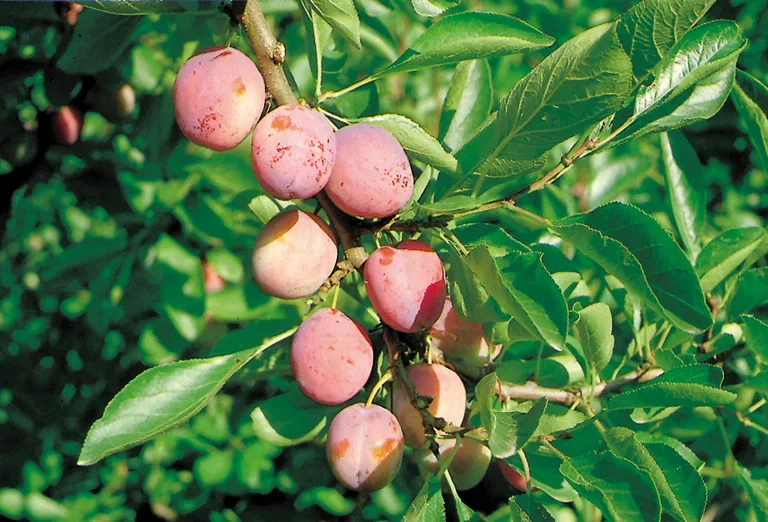 Plomme 'Opal' St.Jul.A