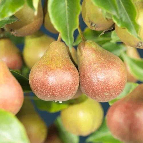 Pære 'Clara Frijs' Kv.Adams