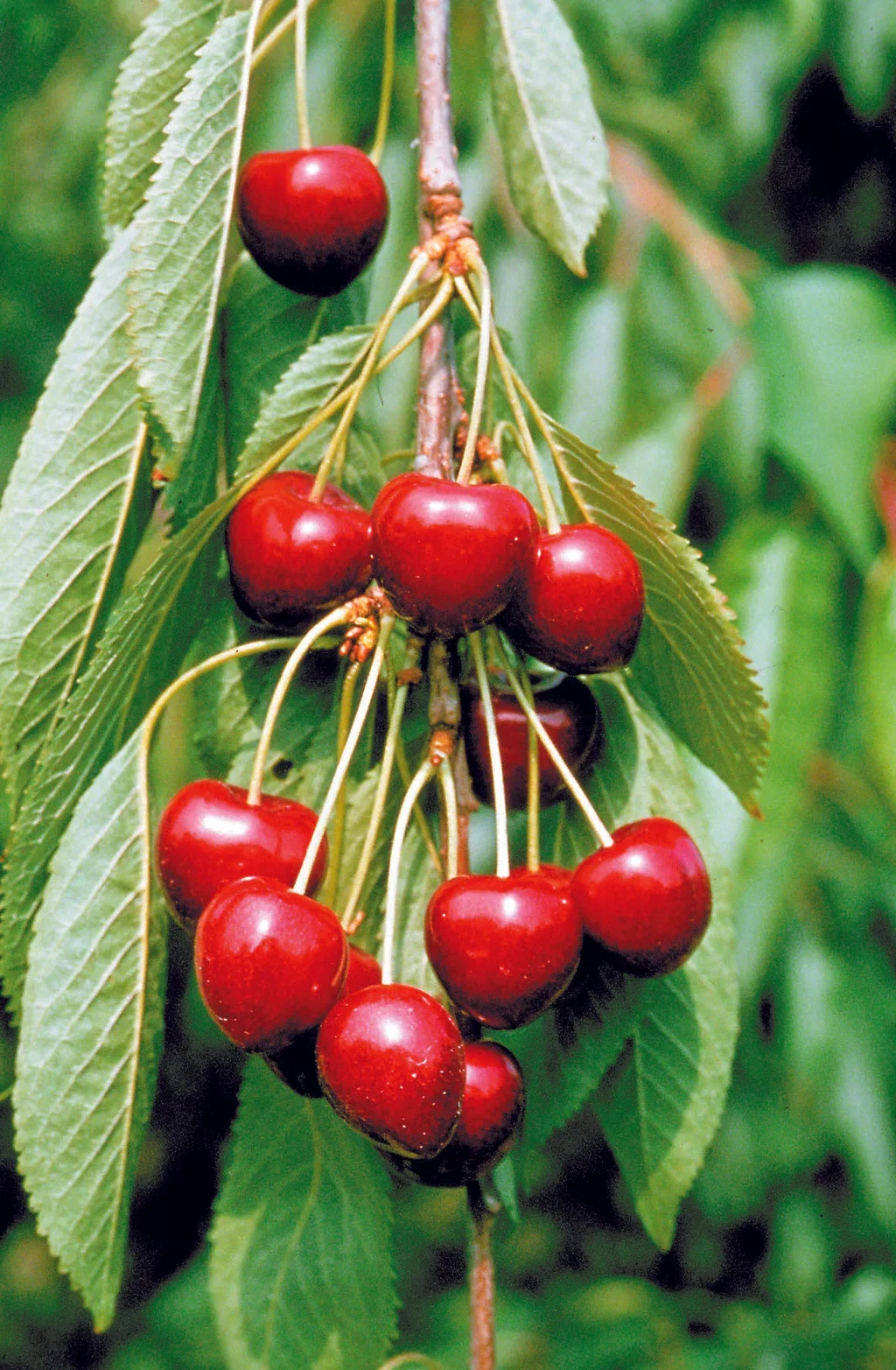 Søtkirsebær 'Lapins' Colt