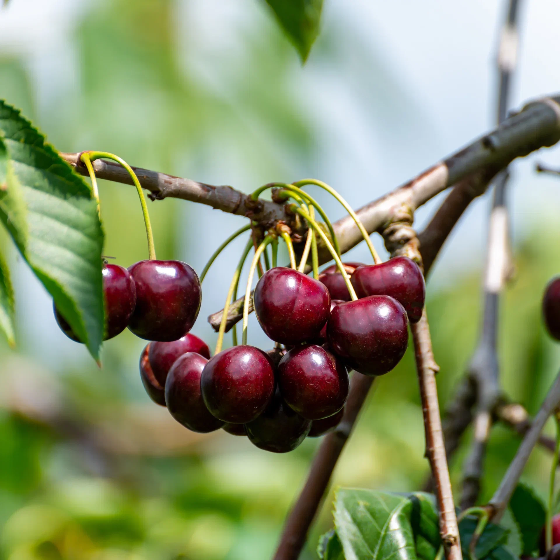 Søtkirsebær 'Lapins' Colt