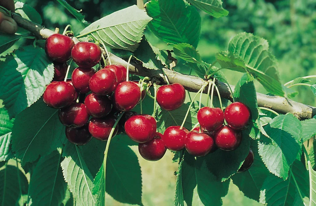 Søtkirsebær 'Sunburst' Colt