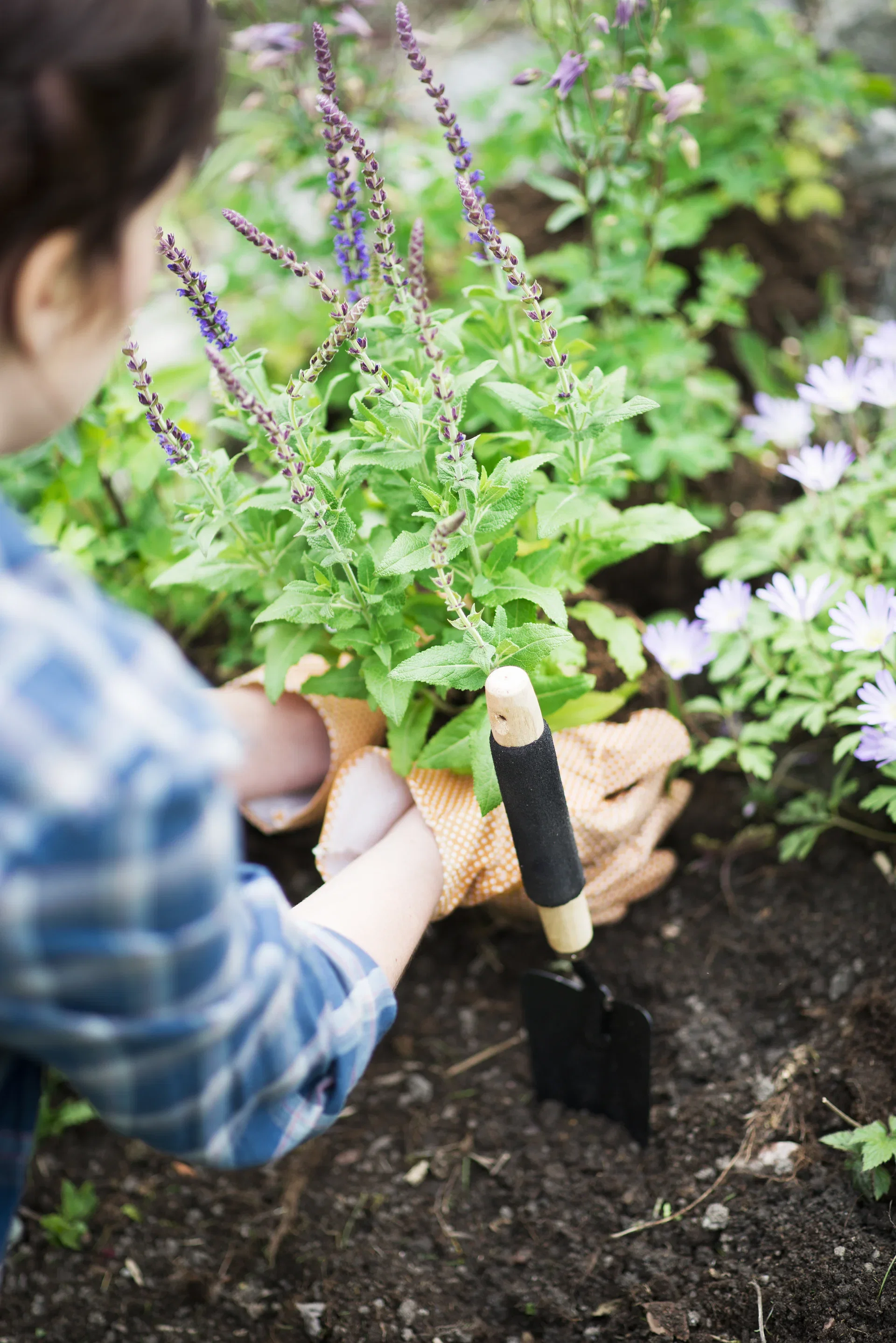 Steppesalvie 'Ostfriesland'
