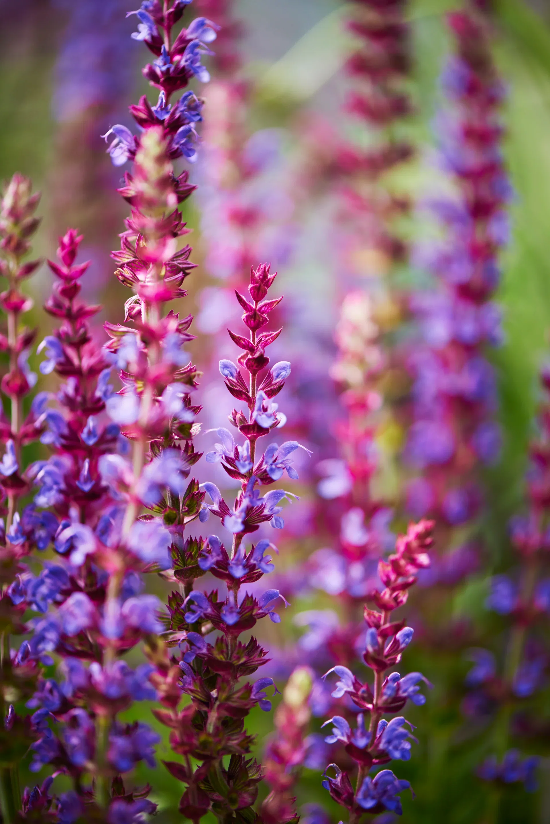 Steppesalvie 'Ostfriesland'