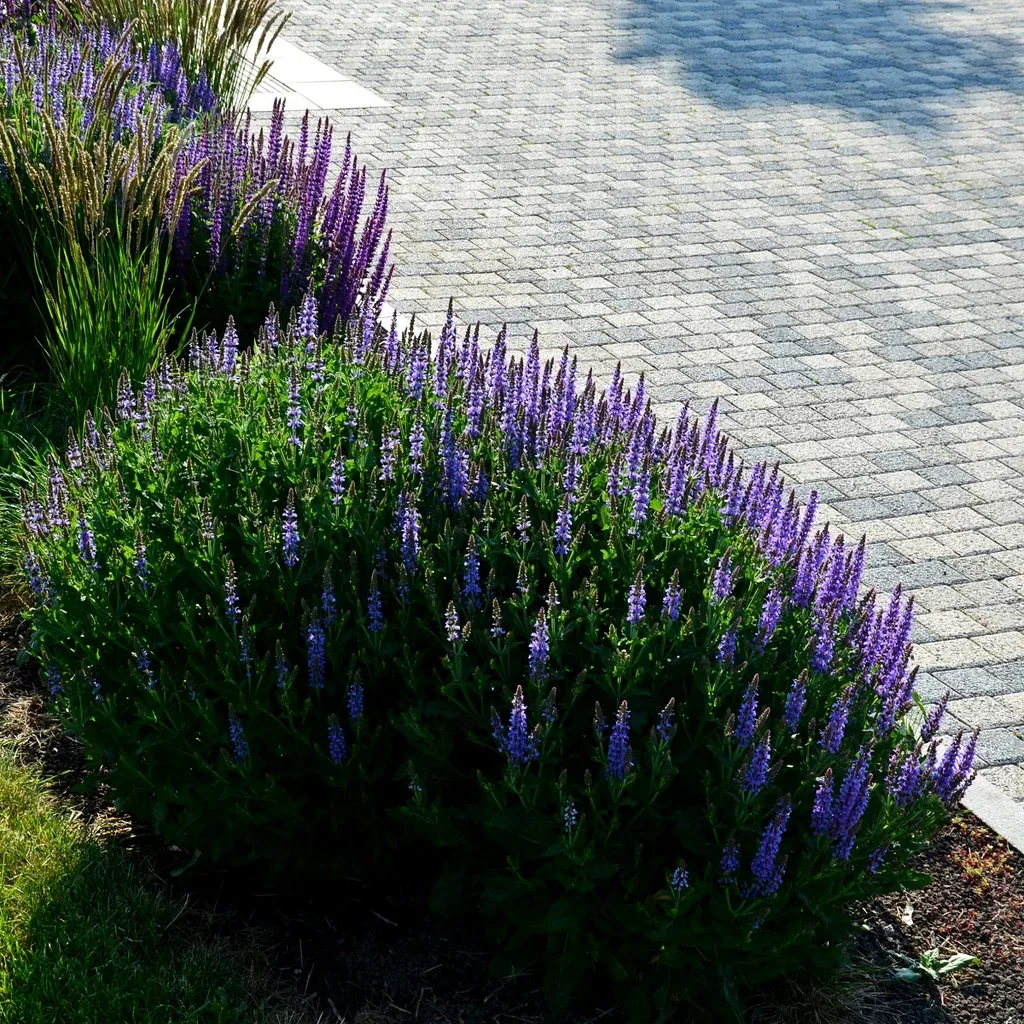 Steppesalvie 'Ostfriesland'