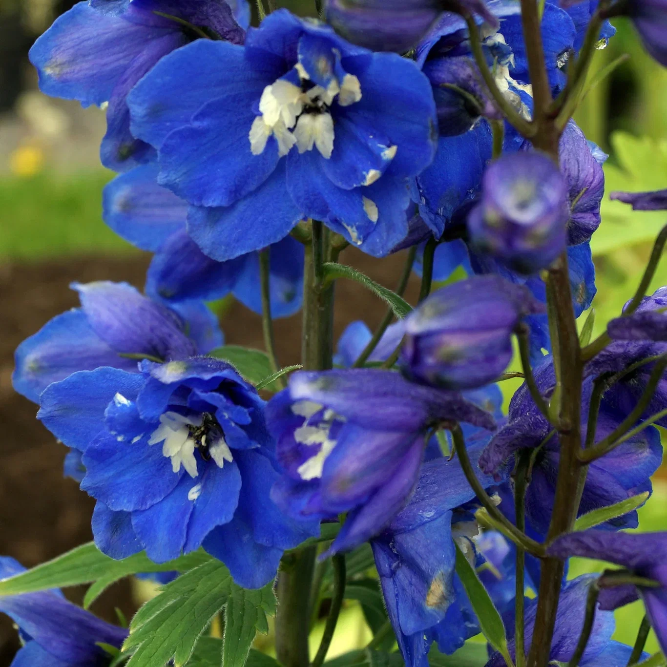 Ridderspore 'Blue Bird'