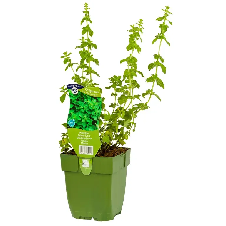 Bergmynte 'Hot and Spicy'