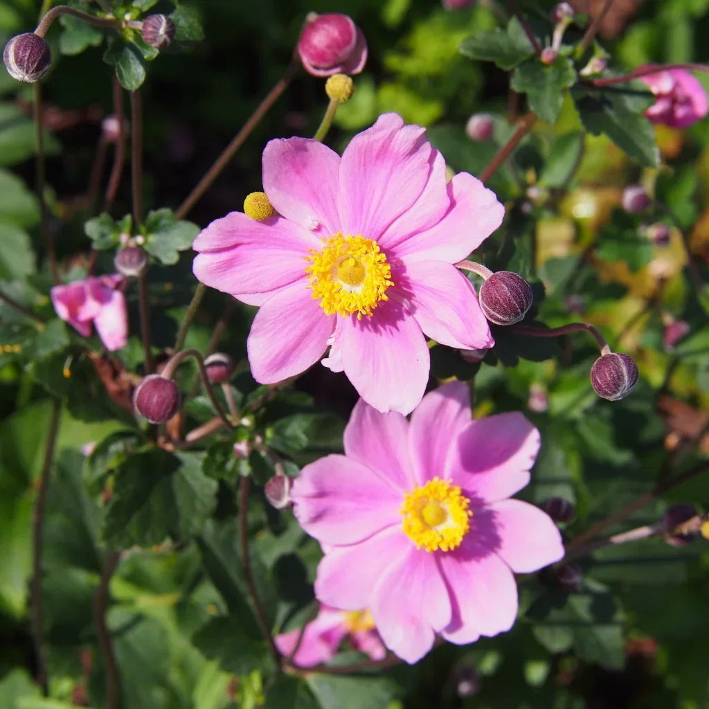 Høstanemone 'Königin Charlotte'