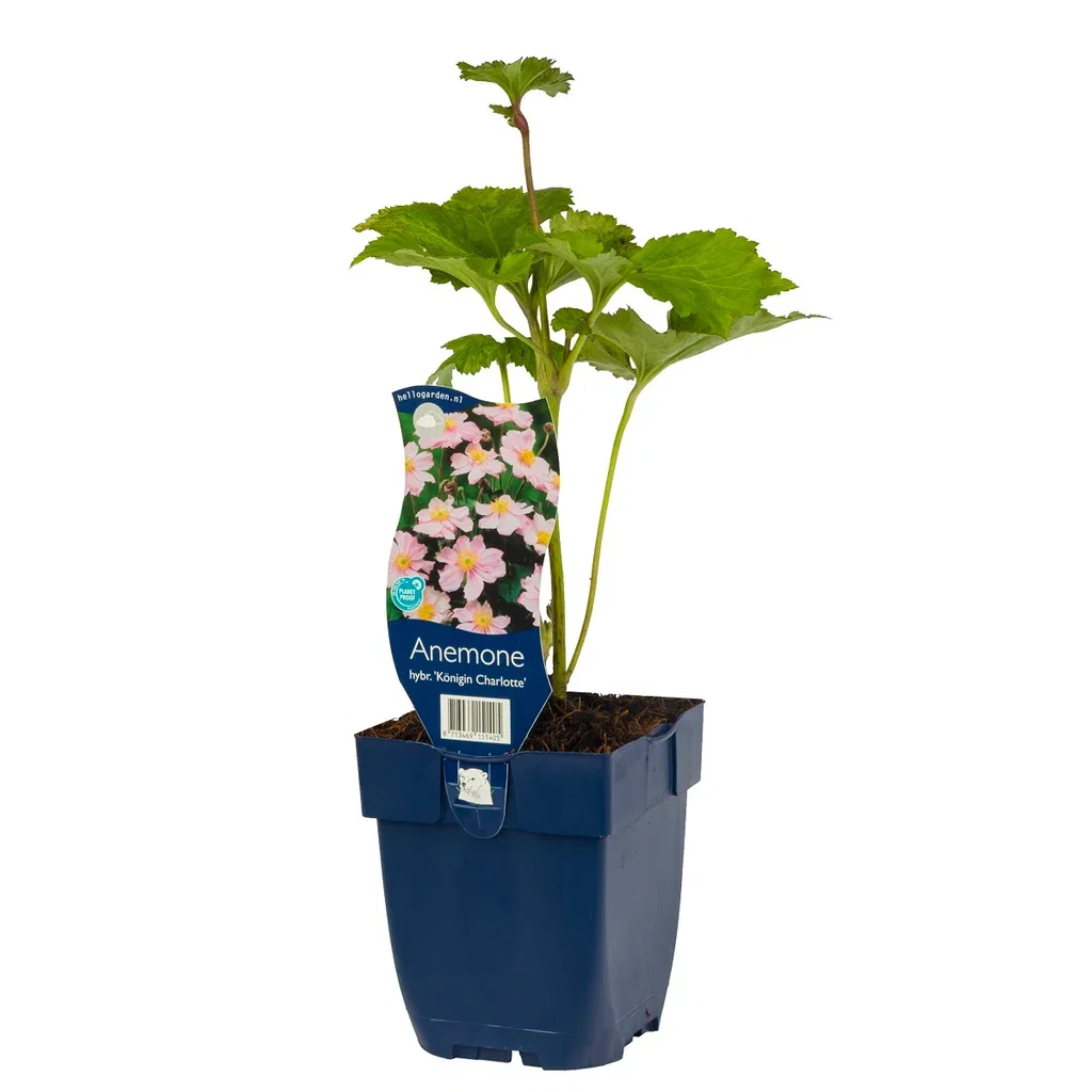 Høstanemone 'Königin Charlotte'
