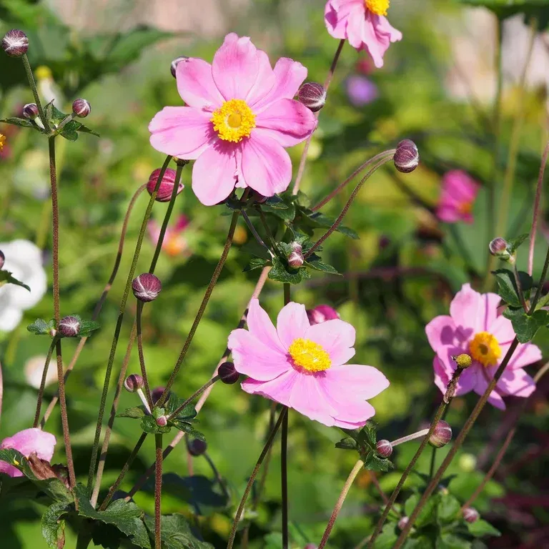 Høstanemone 'Königin Charlotte'