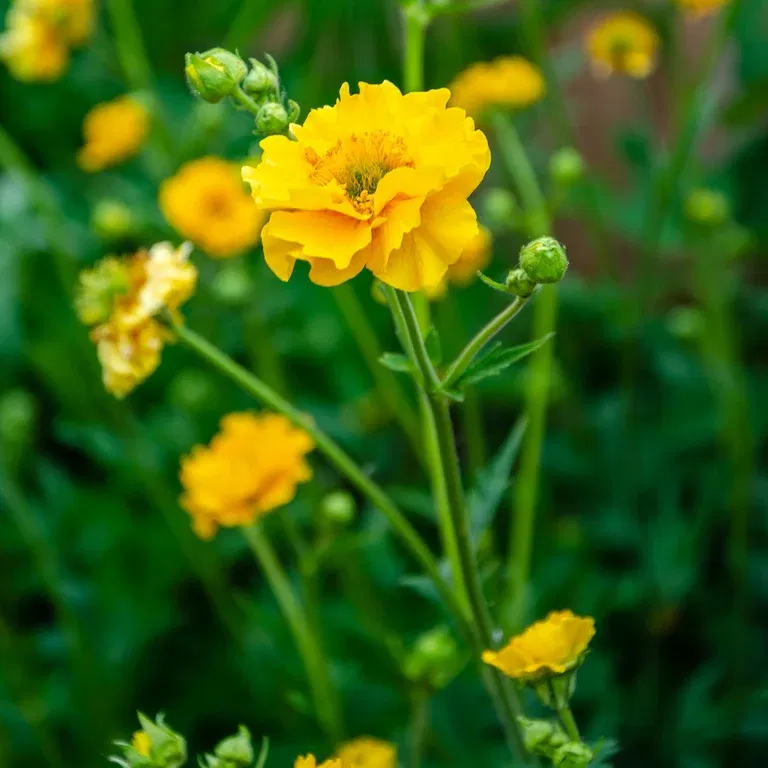 Chilehumleblom 'Lady Stratheden'