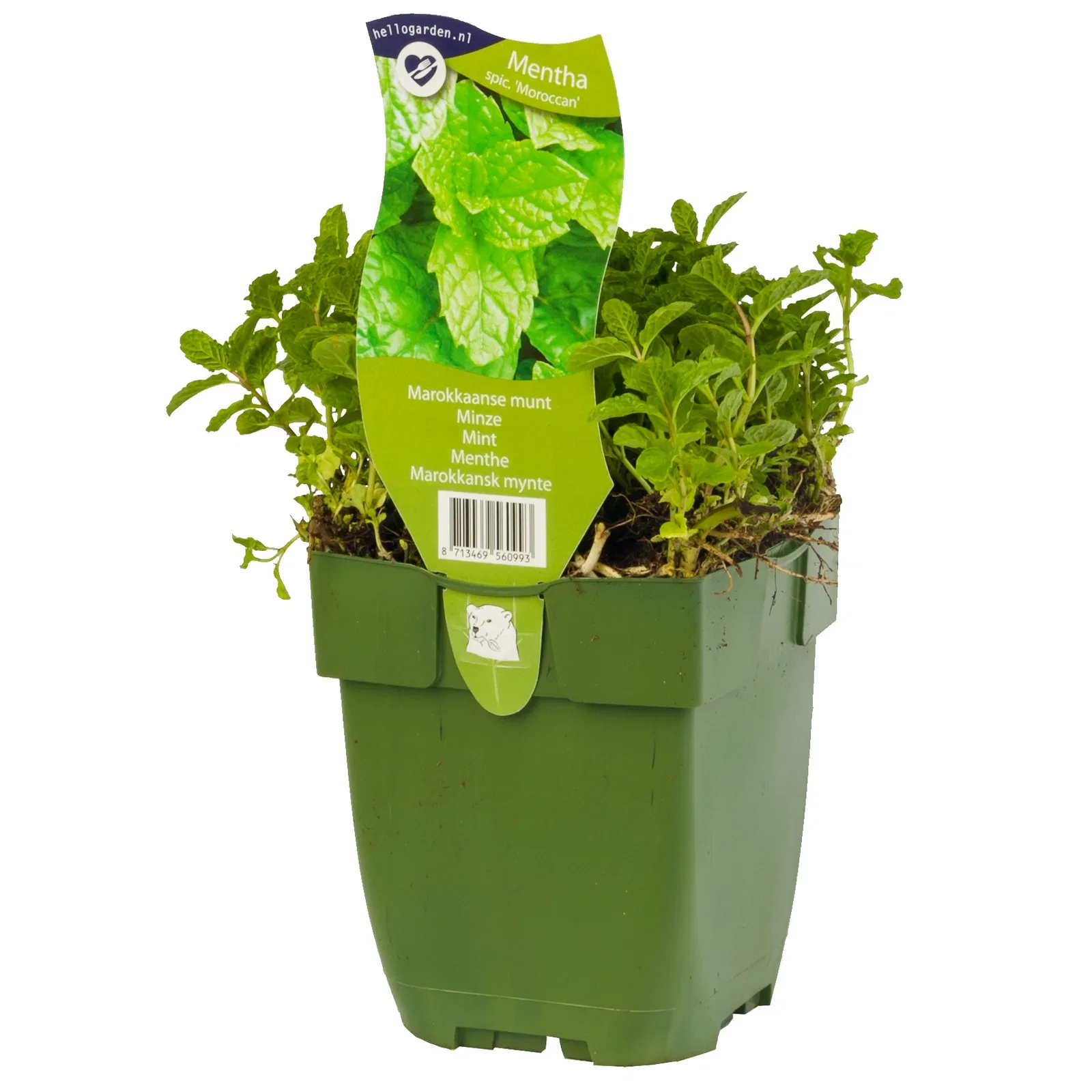 Grønnmynte 'Moroccan'