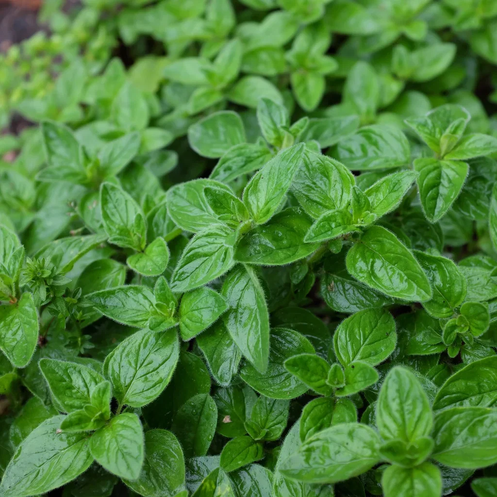 Bergmynte 'Compactum'