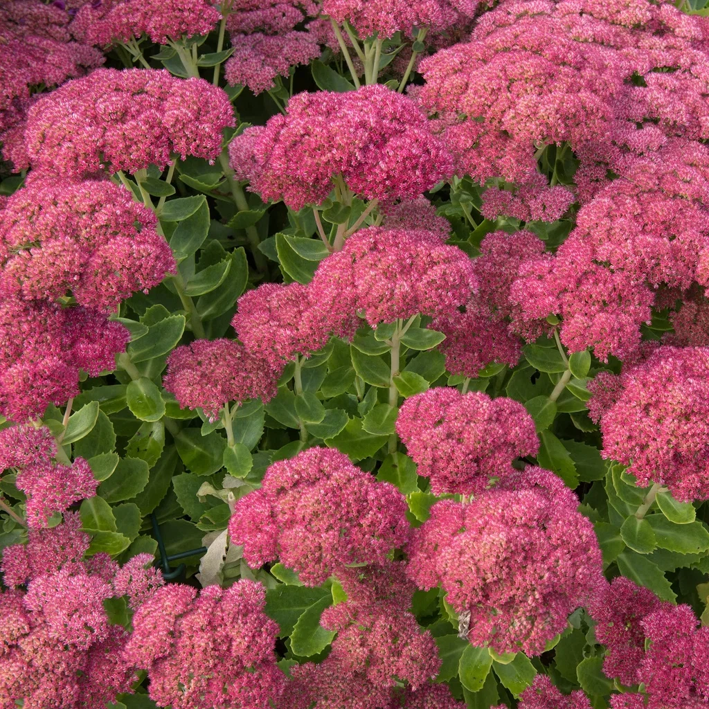 Evigbergknapp 'Herbstfreude'