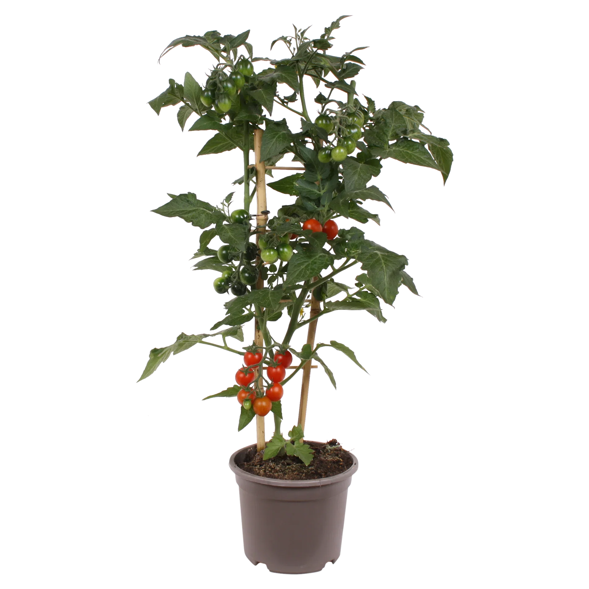 Cherrytomat ‘Candy Berry’