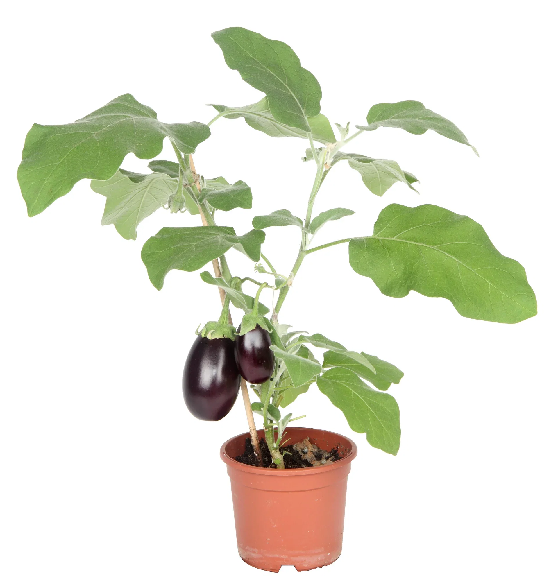Aubergine 'Roma'