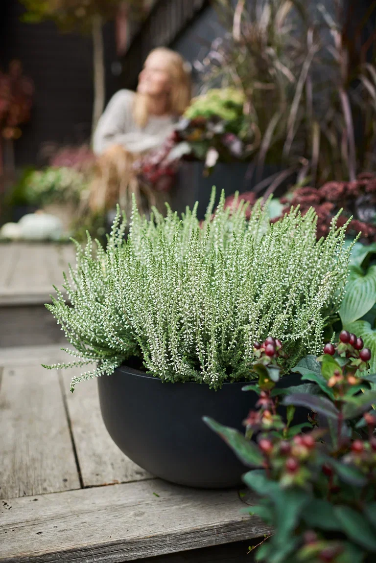 Røsslyng Garden Girls