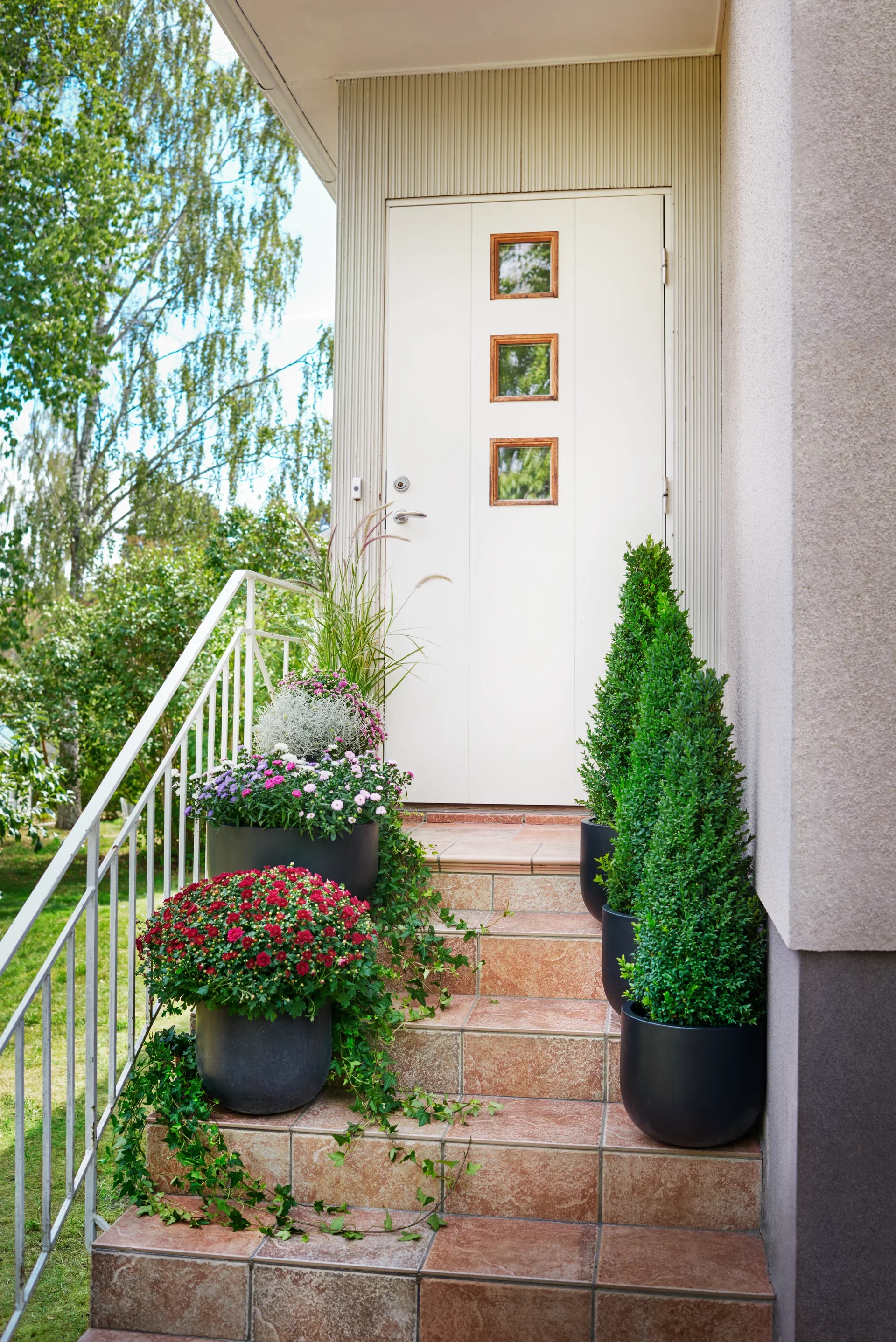 Europabuksbom, pyramide