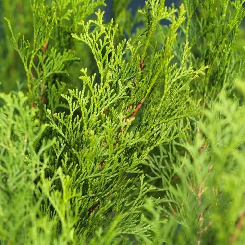 Tuja 'Smaragd'