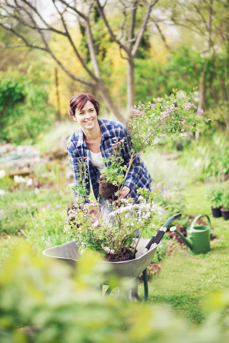 Dvergsyrin 'Palibin' oppstammet