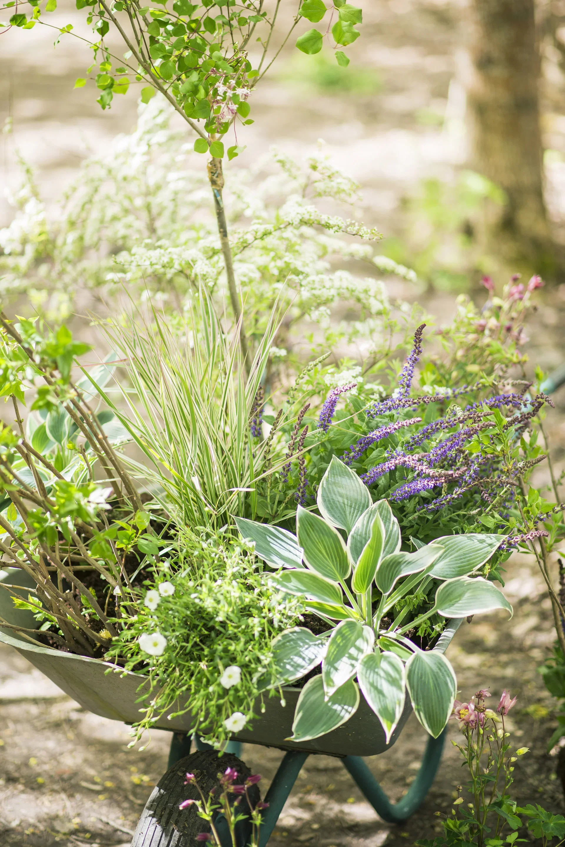 Dvergsyrin 'Palibin' oppstammet