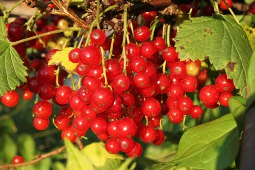 Rips Rød 'Jonkheer van Tets' oppstammet