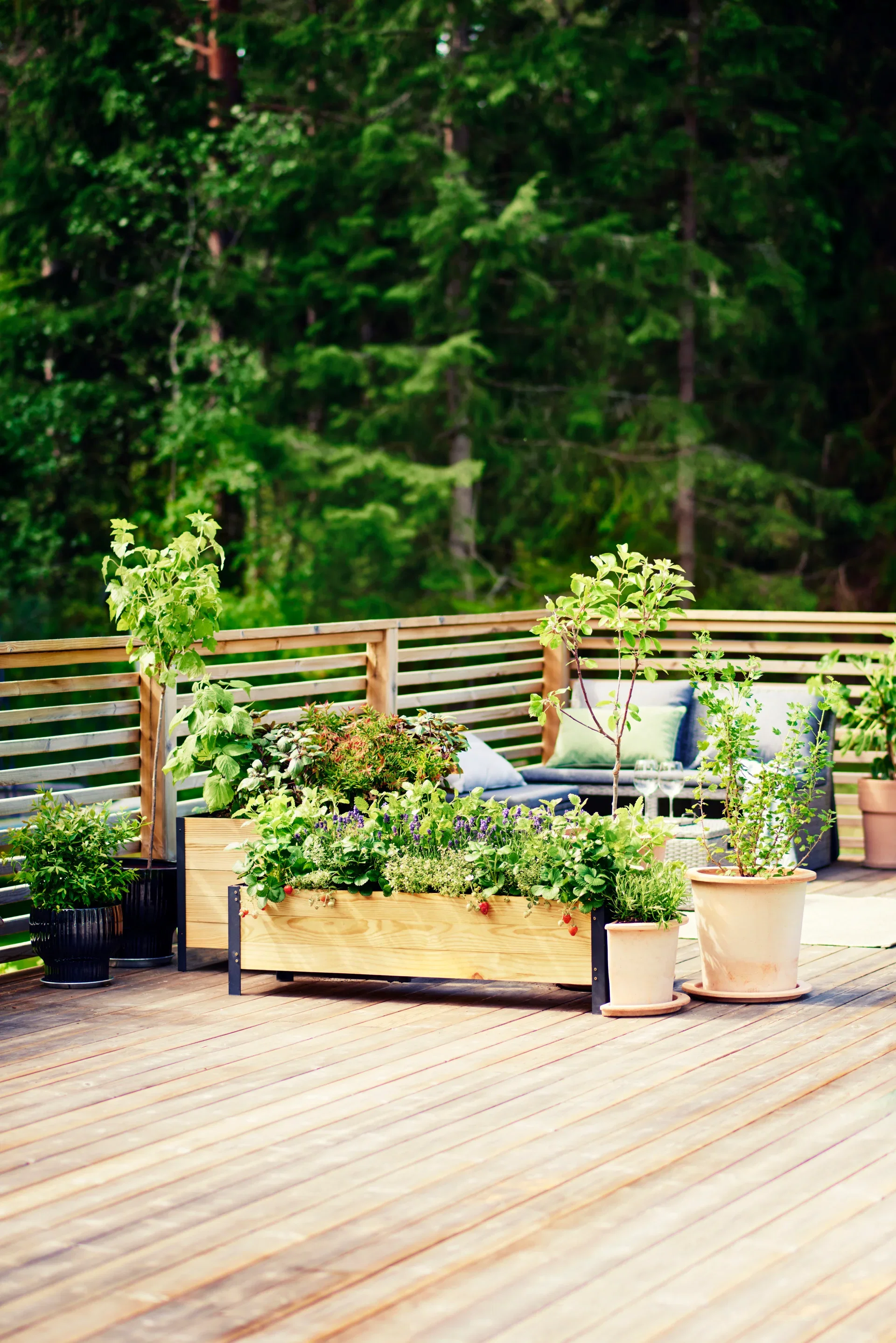 Rips Rød 'Jonkheer van Tets' oppstammet