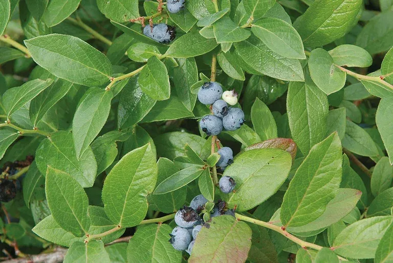 Hageblåbær 'Polaris'