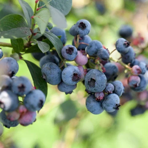 Hageblåbær 'Polaris'